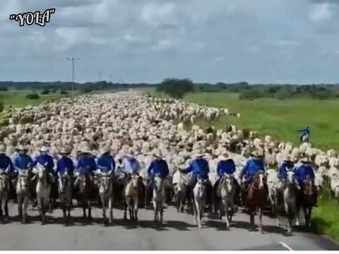 Tema: Dos copleros Verso a Verso