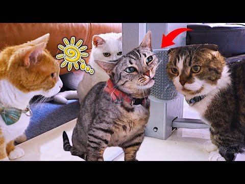 こんな物が猫たちに大人気になるとは想像してなかった！