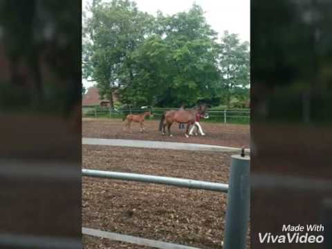Fohlenprämierung (+ fohlenbrennen)