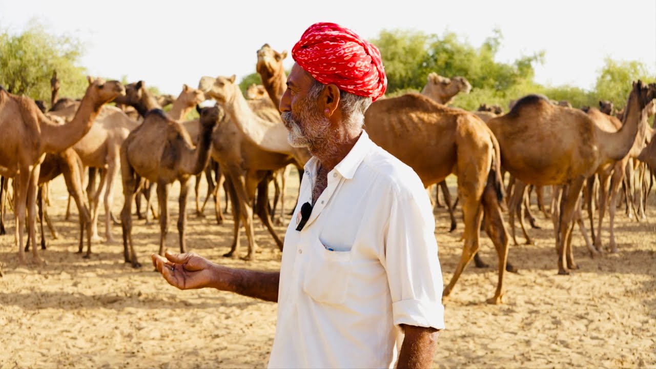 village with the most camels in the words