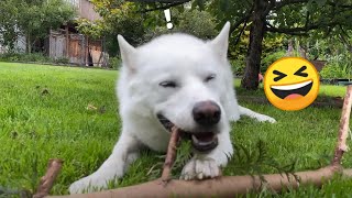 Hilarious Husky Finds the Most Amazing Stick