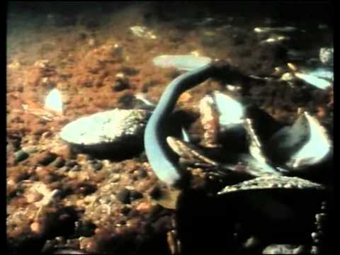 (20) La Collection COUSTEAU - Alcyone, fille du vent (1985) - Cap Horn  les eaux du vent (1986)