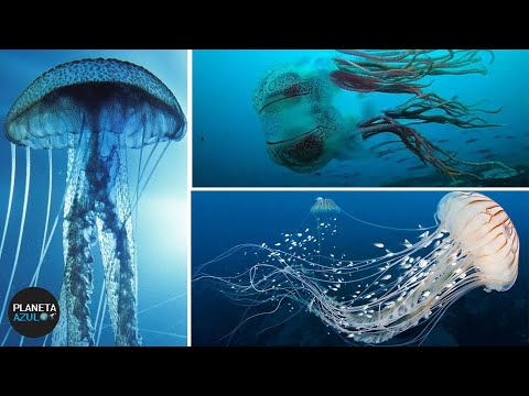 Água Viva | DOCUMENTÁRIO (Saiba Tudo)