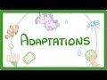 GCSE Biology - Adaptations  #79