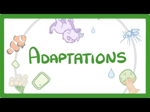 Kingdoms of Life Animals Plants Fungi Protoctists Bacteria and Viruses 1