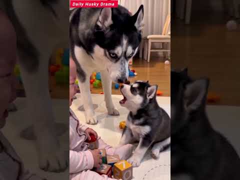 This Husky Talks Back to the Baby 😂👶🐺 #Shorts #pets #funny #cutealert