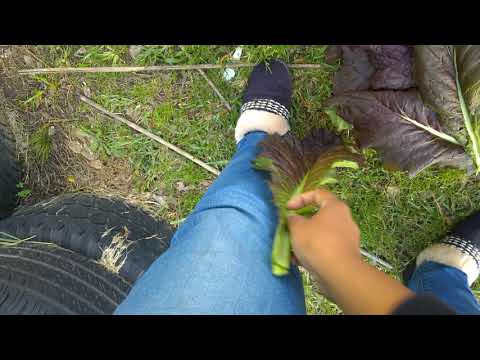 download lagu mp3 mp4 Red Mustard Plant, download lagu Red Mustard Plant gratis, unduh video klip Red Mustard Plant