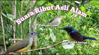 Download lagu Suara Ribut Burung Pijantung Kolibri Kelapa Dan Prenjak Lumut Asli Alam mp3