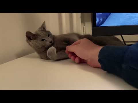 Ekaterina rolls away when I touch her paws - Russian blue cat sleeping