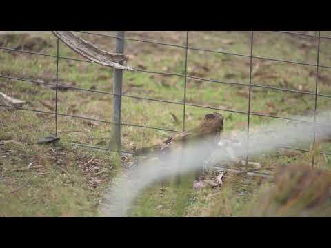 Hawk and the Bunny (lunch)