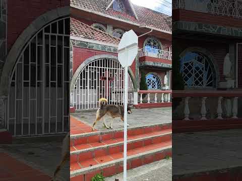 Murillo Tolima, Pueblo de Perros 🐶🇨🇴
