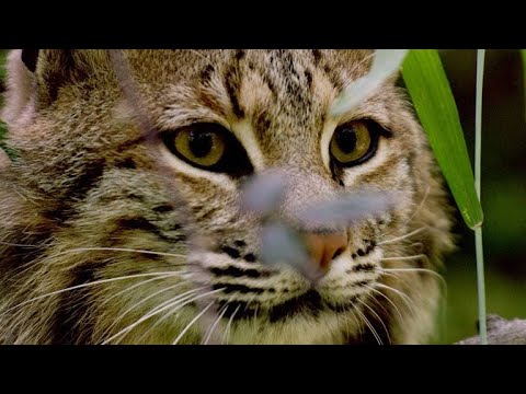 A Pregnant Bobcat Hunts Before Giving Birth