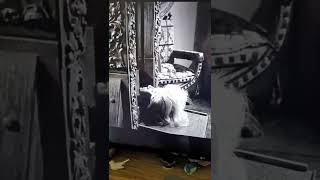 So Scary #shorts #scary #guillotine