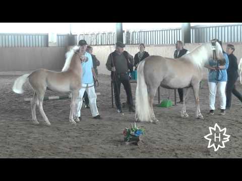 Fohlenbrennen 2015 Pferdestammbuch SH HH   Schrittring der Haflinger