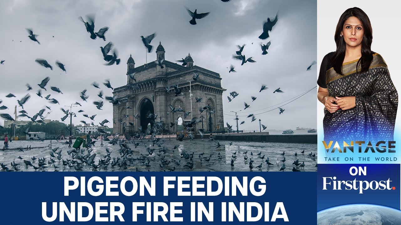 Why Indian Cities Are Cracking Down on Pigeon Feeding | Vantage with Palki Sharma | N18L