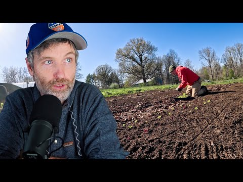 Do Sweet Potatoes Make a Good Interplant + Total Sweet Potato Breakdown