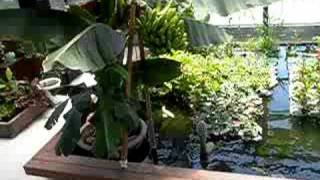 preview picture of video 'Banana hydroponics Fish and plants   aquaponics 水耕 養魚 水質淨化'