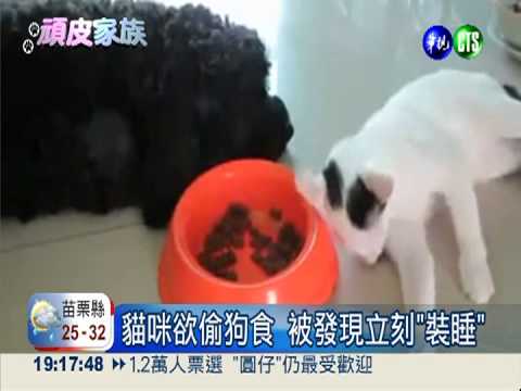 小貓咪偷狗食 一被發現就裝睡