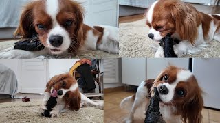 Vanilla tries a new chewing treat — lamb skin with hair