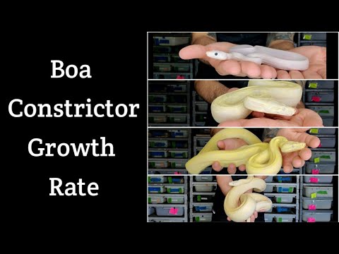 Boa Constrictor Growth Rate! How Big Do They Really Get?