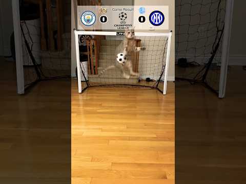 Cat Goalie - Man City Vs Inter | 2023 UEFA Final #cat #fyp