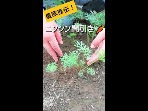 園芸 季節を問わず美味しいニンジン