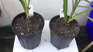 Download lagu PS14 - Oil Palm Tree - Elaeis Guineensis - Young Palm Trees - December 22, 2020 mp3