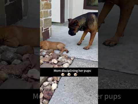 The Most Hilariously Cute Dog #funnydogs#cute#doglover#FunnyCuteDog#AdorablePuppy#FunnyCuteDog