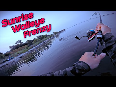 Sunrise Walleye Frenzy Fishing from Shore (Last Mountain Lake, SK)