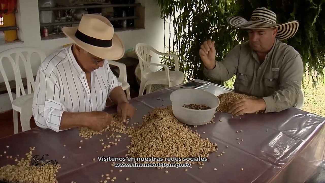 08 ABRIL   CAP 1   CULTIVO DE CAFÉ FINCA BUENOS AIRES   CIRCASIA   QUINDÍO