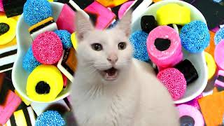 The Gummy Bear Song - Cats Version - I'm a Gummy Bear - Cats Parody