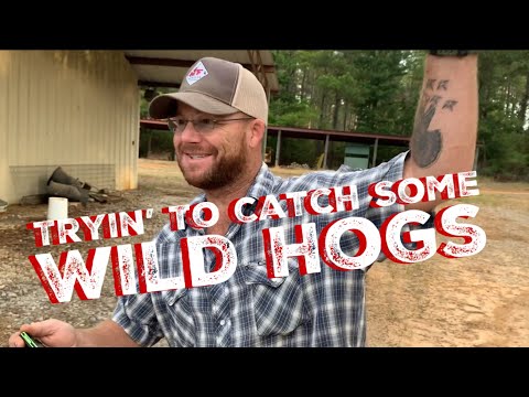 TRYING TO CATCH SOME WILD HOGS 🤣🤣🤣 WITH ANOTHER BIG PIG TRAP at Hollis Farms