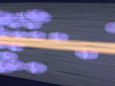 Mercury Kills Brain Cells (Neurons)