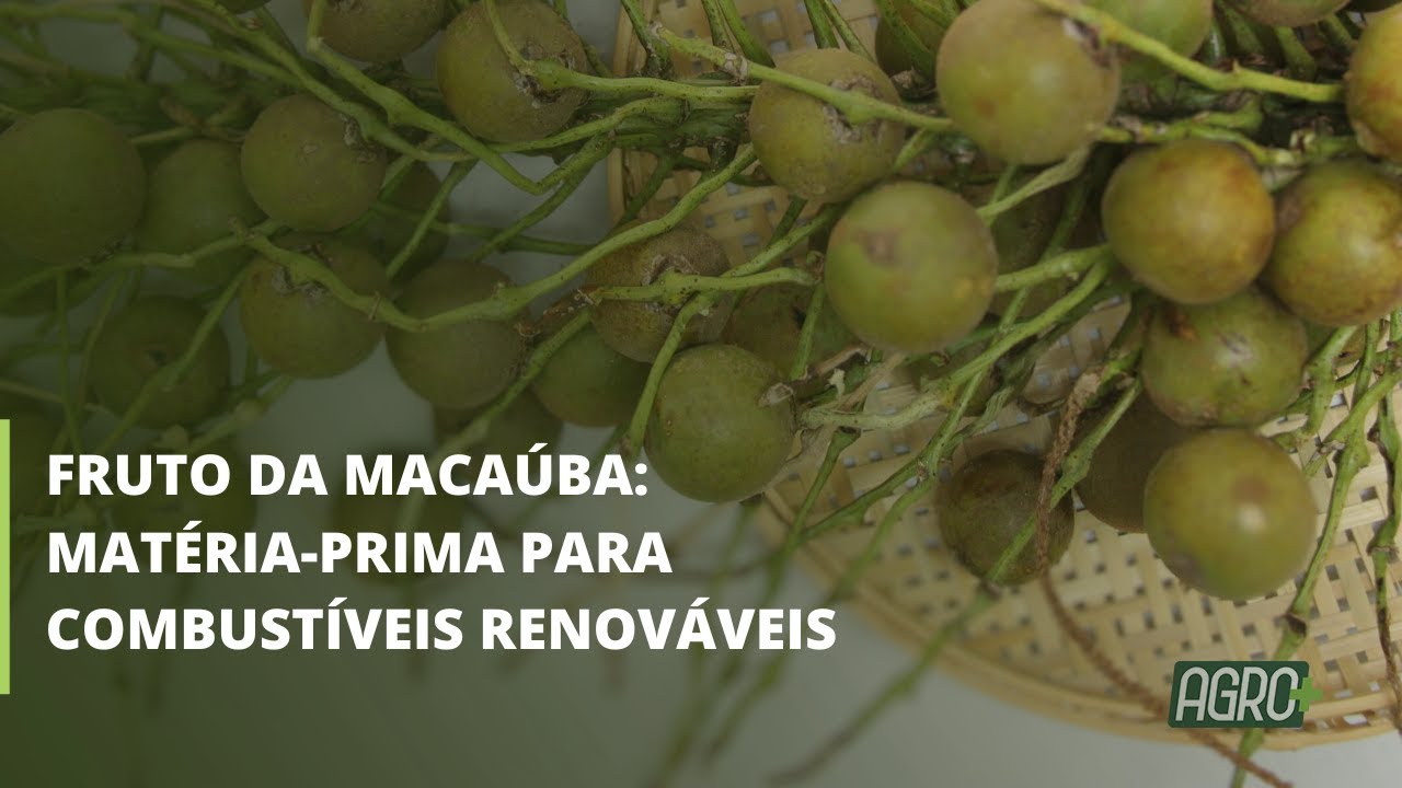 O Zarc pode trazer segurança para o fruto da macaúba e para os investimentos