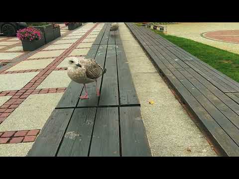 🇵🇱 The Baltic Sea in November – when the coast reveals its wild & untamed beauty.