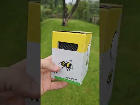 I've Got A New Pet! 🐝 🌼 🌞 #nature  #wildlife #bumblebee