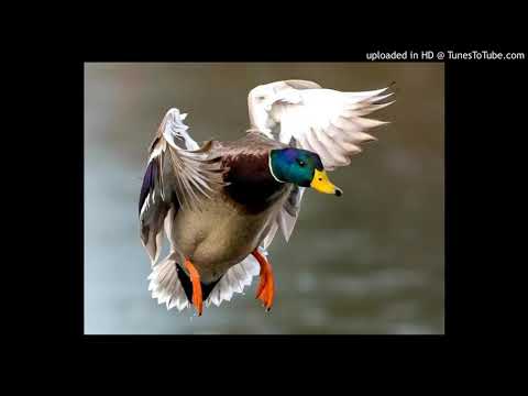 DUCK HUNT ///// YUNG BEEF ///// MON8BIT //// ESEIG SAINT LAURENT