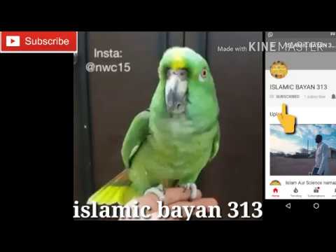 Allah Ka Zikar Parrot (tota) islamic bayan 313
