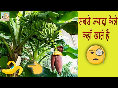 #सबसे जायदा केले कहा खाये जाते हैं#Where are the most bananas eaten#ojasvi ke facts