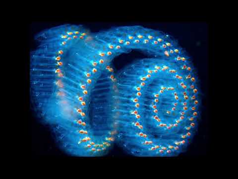 *free* azur x bushi type beat - "walk in space"