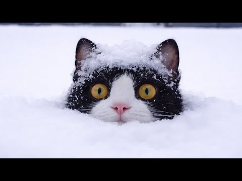 You Can’t Stop Laughing At These Cats Against Snow! 🤣