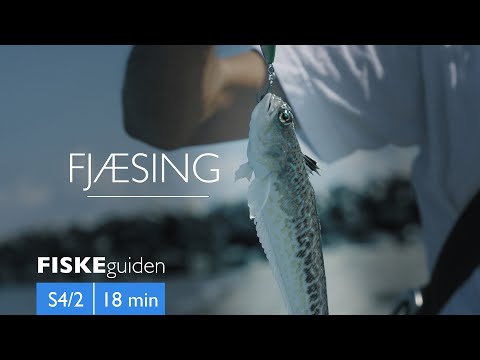 Fjæsingfiskeri med Gordon P Henriksen