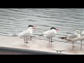 Caspian Terns Share A Dock With Ring Billed Gulls
