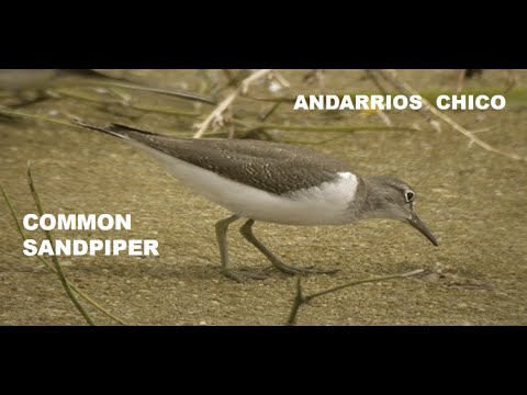 ANDARRIOS CHICO | COMMON SANDPIPER | Actitis hypoleucos