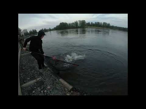 Merikoskella kesäkuu 2023. Lohta sai kokeneet saama miehet.