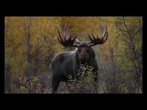 Bull Moose of the Grand Tetons-8K-Wildlife Photography-Jackson Hole/Grand Teton Park/Yellowstone