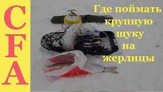 Как поймать крупную щуку на жерлицы