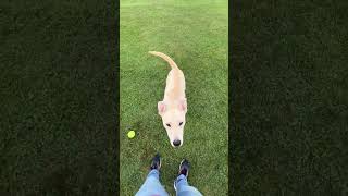Video preview image #1 Labrador Retriever-Unknown Mix Puppy For Sale in Rootstown, OH, USA