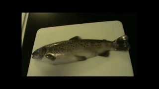 preview picture of video 'Baked Wild Brown Trout Recipe Made Easy'