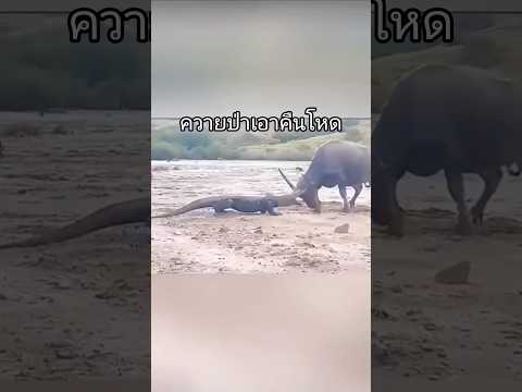 เปิดศึกซัดนัวนักล่าตัวยักษ์ ใครจะรอด?